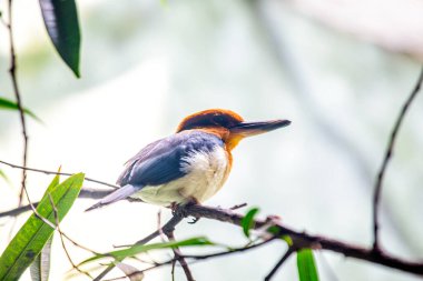 Nadir bulunan Guam Mikronezya Kingfisher, Todiramphus tarnamominus, Mikronezya 'nın bir sembolü. Canlı tüyleriyle, adanın çeşitli yaşam alanlarını süslüyor.. 