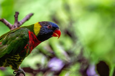 Canlı Gökkuşağı Lorikeet, Trichoglossus moluccanus, renklerin kaleydoskopuyla Avustralyalı bir güzellik. Neşeli doğasında ve göz kamaştırıcı tüylerinde keyif. 