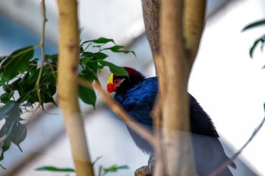 Zarif Violet Turaco, Musophaga ihlali, Afrika 'nın ormanlarına özgü. Görkemli varlığına, göz kamaştırıcı menekşe ve yeşil tüylerine hayran olun yemyeşil yaprakların arasında.