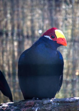 Zarif Violet Turaco, Musophaga ihlali, Afrika 'nın ormanlarına özgü. Görkemli varlığına, göz kamaştırıcı menekşe ve yeşil tüylerine hayran olun yemyeşil yaprakların arasında.