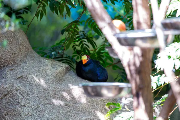 Exquisite Violet Turaco, Musophaga violacea, native to Africa\'s woodlands. Admire its regal presence and stunning violet and green plumage amidst the lush foliage.