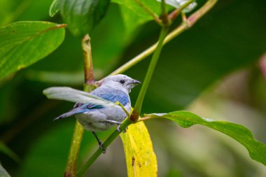 Büyüleyici Mavi-gri Tanager (Thraupis piskoposluğu) olay yerine tropikal canlılık getirir. Orta ve Güney Amerika 'ya özgü bu büyüleyici ötücü kuş, gök mavisi tüyleri ve melodik melodileriyle büyüleyicidir.. 