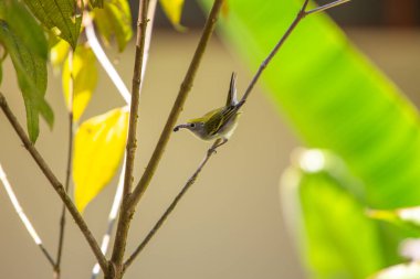 Canlı Chestnut yanlı Warbler (Setophaga pensilvanica) Kuzey Amerika ormanlarını şereflendirir. Bu çevik ötücü kuş, belirgin kestane işaretleri ile süslenmiş, canlı renkler ve neşeli melodiler getirir orman tepe örtüsüne. 