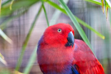 Okyanusya 'nın yağmur ormanlarına özgü görkemli Eclectus Papağanı (Eclectus roratus) canlı tüyleriyle büyülenir. Bu zeki ve büyüleyici papağan türü doğal yaşam alanına tropikal renkler katıyor..