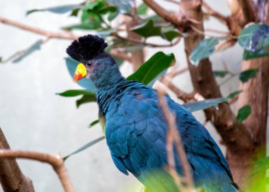 Muhteşem Büyük Mavi Turako (Corythaeola cristata) Afrika yağmur ormanlarının bir mücevheridir. Çarpıcı mavi tüyleri ve eşsiz tüyleriyle bu karizmatik kuş, bereketli tropikal yaşam alanına bir parça egzotik zarafet ekler.. 