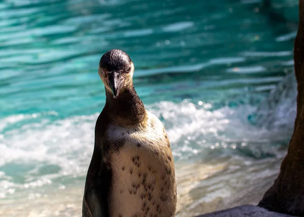 The Galapagos Penguin (Spheniscus mendiculus), native to the unique Galapagos Islands, thrives near the equator. This small, resilient penguin species embodies the extraordinary biodiversity of this iconic archipelago.