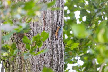 Avrupa ormanlarında gezinen bir orman akrobatı olan enerjik Avrasya Boğazı (Sitta europaea). Ayırt edici baş aşağı arayışıyla tanınan bu karizmatik kuş, canlı tüyleriyle ağaçlara canlı bir cazibe katıyor..