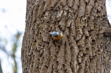 Avrupa ormanlarında gezinen bir orman akrobatı olan enerjik Avrasya Boğazı (Sitta europaea). Ayırt edici baş aşağı arayışıyla tanınan bu karizmatik kuş, canlı tüyleriyle ağaçlara canlı bir cazibe katıyor..