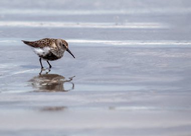 Çevik Dunlin (Calidris alpina), dünya çapında kıyı bölgelerini gezen bir kıyı kuşudur. Pürüzsüz tüyleri ve ince gagasıyla tanınan bu göçmen tür kumlu kıyılara ve gelgit düzlüklerine dinamik bir varlık ekler.. 