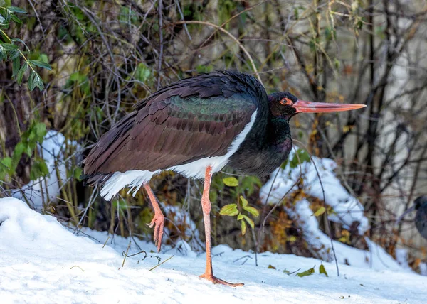 The elegant Black Stork (Ciconia nigra), a migratory beauty gracing wetlands and rivers in Europe and Asia. With its glossy black plumage and red bill, this stork species embodies grace and majesty, soaring through diverse landscapes with captivating