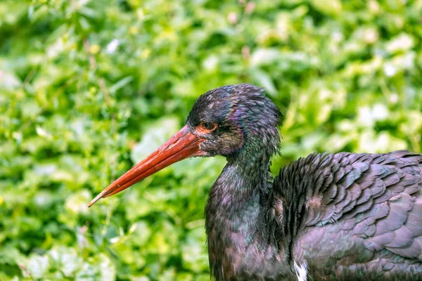 The elegant Black Stork (Ciconia nigra), a migratory beauty gracing wetlands and rivers in Europe and Asia. With its glossy black plumage and red bill, this stork species embodies grace and majesty, soaring through diverse landscapes with captivating