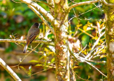 Zarif Dusky kapaklı sinek avcısı, Myiarchus tüberkülifer, tüyleriyle ormanlık araziyi şereflendirir. Havadan akrobasi ustası, uçuşta canlılığın özünü yakalıyor.. 