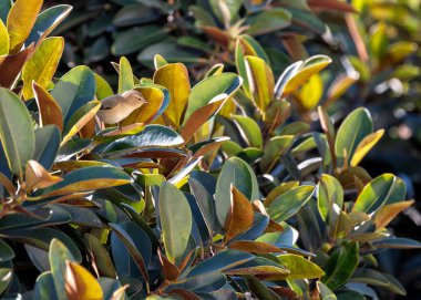 Keyifli Common Chiffchaff, Phylloscopus Collybita, neşeli varlığını ormanlık ve bahçelere taşır. Canlı notaları olan küçük bir ötücü kuş baharın geldiğini bildirir..