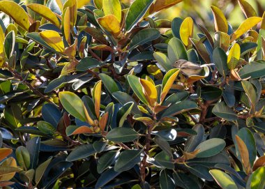 Keyifli Common Chiffchaff, Phylloscopus Collybita, neşeli varlığını ormanlık ve bahçelere taşır. Canlı notaları olan küçük bir ötücü kuş baharın geldiğini bildirir..