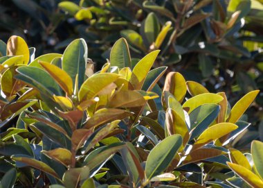 Keyifli Common Chiffchaff, Phylloscopus Collybita, neşeli varlığını ormanlık ve bahçelere taşır. Canlı notaları olan küçük bir ötücü kuş baharın geldiğini bildirir..