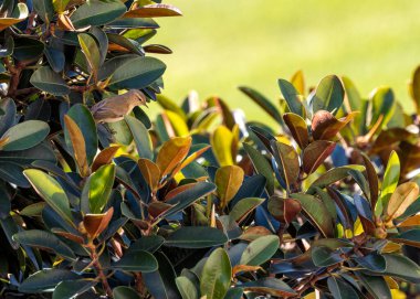 Keyifli Common Chiffchaff, Phylloscopus Collybita, neşeli varlığını ormanlık ve bahçelere taşır. Canlı notaları olan küçük bir ötücü kuş baharın geldiğini bildirir..