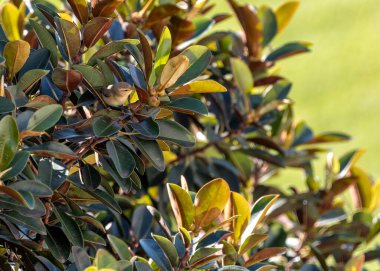 Keyifli Common Chiffchaff, Phylloscopus Collybita, neşeli varlığını ormanlık ve bahçelere taşır. Canlı notaları olan küçük bir ötücü kuş baharın geldiğini bildirir..