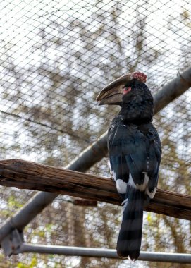 Zarif Trumpeter Hornbill, Bizans Buccinator, Afrika ormanlarını seçkin görünüşü ve yankılanan çağrılarıyla şereflendiriyor. Ormanın kalbinde doğanın ahenginin bir sembolü..