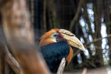 Majestic Blythe 'ın Hornbill' i, Rhyticeros plicatus, Güneydoğu Asya 'nın gökyüzünü şereflendiriyor. Canlı tüyler ve kendine özgü cübbe onu tropikal bir ihtişamın sembolü yapar..