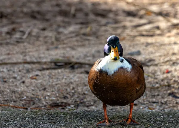 Exquise Duclair Duck Wetenschappelijk Bekend Als Anas Platyrhynchos Pronkt Met — Stockfoto
