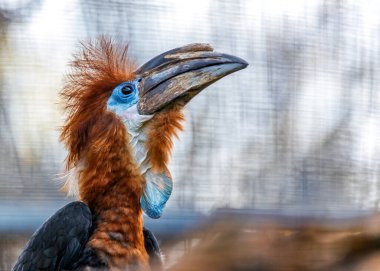 Majestic Black Casqued Hornbill, Ceratogymna atrata, etkileyici cübbesiyle Afrika kubbelerini süslüyor. Vahşi doğanın ve gücün sembolü olan bu boynuz gagası, ormanın kalbinde dikkat çekiyor..