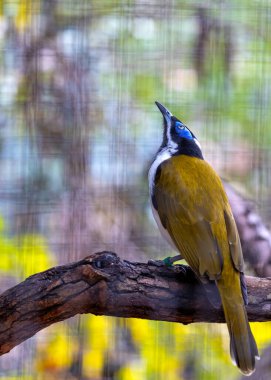Canlı mavi yüzlü Honeyater, Entomyzon siyanotis, Avustralya ormanlarını çarpıcı renkleriyle süslüyor. Nektar sevdalısı bir mucize, bu kuş çalılara bir parça ışıltı getiriyor..
