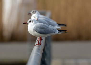 Zarif siyah başlı martı, Chroicocephalus ridibundus, karşıt tüyleriyle kıyı sahnelerini şereflendirir. Sosyalleşen bir kuş, siyah kapüşonu huzur limanına karakter katıyor..