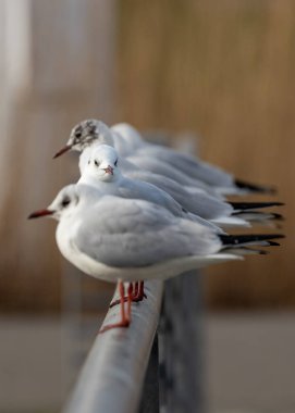 Zarif siyah başlı martı, Chroicocephalus ridibundus, karşıt tüyleriyle kıyı sahnelerini şereflendirir. Sosyalleşen bir kuş, siyah kapüşonu huzur limanına karakter katıyor..