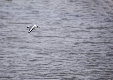 Zarif siyah başlı martı, Chroicocephalus ridibundus, karşıt tüyleriyle kıyı sahnelerini şereflendirir. Sosyalleşen bir kuş, siyah kapüşonu huzur limanına karakter katıyor..