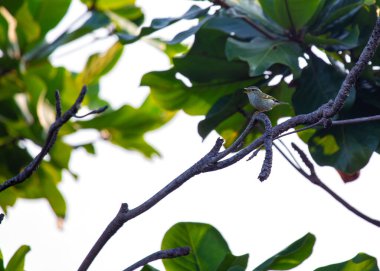 Hassas sarı kaşlı Warbler, Phylloscopus inornatus, canlı varlığıyla ormanlık alanları aydınlatır. Küçük bir göç mucizesi, sarı tacı yeşil gölgeliğe renk katıyor..