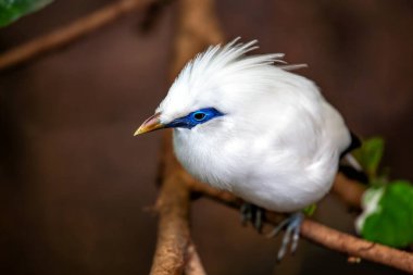 Zarif Bali Starling, Leucopsar Rothschildi, Endonezya gökyüzünü karlı tüyleriyle süslüyor. Koruma çabalarının bir sembolü olan bu nadir ve çarpıcı kuş tropikal doğaya saflık katıyor..