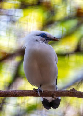 Zarif Bali Starling, Leucopsar Rothschildi, Endonezya gökyüzünü karlı tüyleriyle süslüyor. Koruma çabalarının bir sembolü olan bu nadir ve çarpıcı kuş tropikal doğaya saflık katıyor..
