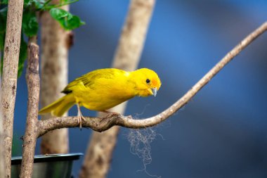 Zarif Saffron Finch, Sicalis flaveola, Güney Amerika manzaralarını canlı tüyleriyle süslüyor. Büyüleyici bir kuş, yaşam alanının doğal dokusuna sıcaklık ve renk katar..