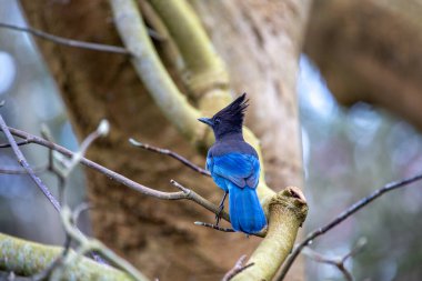 Steller 's Jay, Kuzey Amerika' nın batısında bulunan karizmatik bir kuştur. Canlı mavi tüyleri ve zeki tavrıyla tanınan bu proje, her projeye bir deha katıyor.. 
