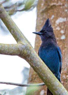 Steller 's Jay, Kuzey Amerika' nın batısında bulunan karizmatik bir kuştur. Canlı mavi tüyleri ve zeki tavrıyla tanınan bu proje, her projeye bir deha katıyor.. 