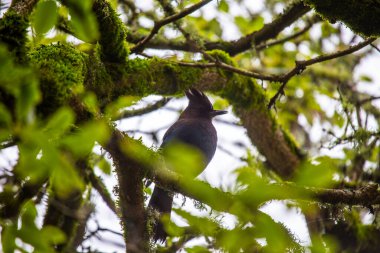 Steller 's Jay, Kuzey Amerika' nın batısında bulunan karizmatik bir kuştur. Canlı mavi tüyleri ve zeki tavrıyla tanınan bu proje, her projeye bir deha katıyor.. 