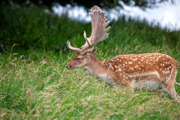 The Fallow Deer, scientifically known as Dama dama, graces landscapes with its elegant presence. Originating from Eurasia, its distinctive antlers and dappled coat make it a symbol of grace in the wilderness.
