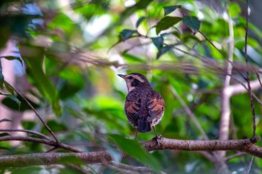 Zarif Dusky Thrush, Turdus Eunomus, Asya 'nın ormanlık alanlarını az gösterilmiş cazibesiyle süslüyor. Esmer tonlarla kaplı bu göçmen ötücü kuş, orman melodisine ince bir güzellik katıyor..