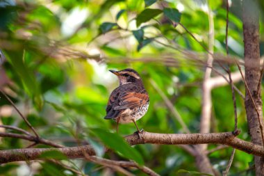 Zarif Dusky Thrush, Turdus Eunomus, Asya 'nın ormanlık alanlarını az gösterilmiş cazibesiyle süslüyor. Esmer tonlarla kaplı bu göçmen ötücü kuş, orman melodisine ince bir güzellik katıyor..