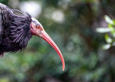 Bir koruma sembolü olan Majestic Geronticus eremita, antik manzaraları süslüyor. Bu nadir bulunan kel kafalı kuş, uçuşta huşu uyandırıyor..