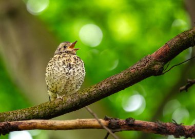 Büyüleyici Turdus filomelosu, Song Thrush, ormanlık melodileri canlandırır. Benekli tüyleri ve melodik melodileri doğanın uyumu özünü somutlaştırıyor..