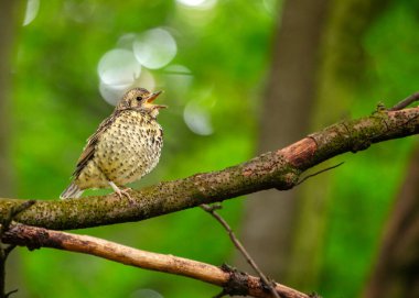 Büyüleyici Turdus filomelosu, Song Thrush, ormanlık melodileri canlandırır. Benekli tüyleri ve melodik melodileri doğanın uyumu özünü somutlaştırıyor..