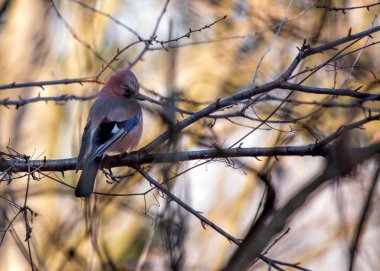 Garrulus glandarius, Avrasyalı Jay, Avrupa ormanlarını canlı tüyleriyle süslüyor. Karizmatik bir korvid. Ormanın atmosferine renk ve zeka katıyor..