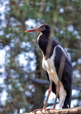 Ciconia Abdimii, Abdim 's Stork, Afrika' nın gökyüzünü zarafetle süslüyor. Eşsiz görünüşü ve sosyal davranışlarıyla tanınan bu leylek, savana ve sulak alanlara cazibe katıyor..