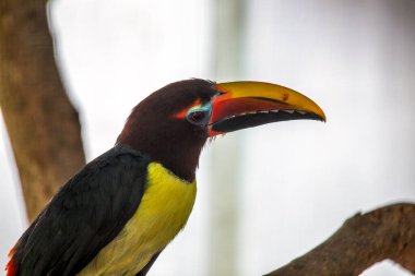 Pteroglossus viridis, Yeşil Aracari, canlı tüyleriyle tropikal canlılık getirir. Güney Amerika 'ya özgü bu küçük tukan, yemyeşil yağmur ormanlarına renk katar..