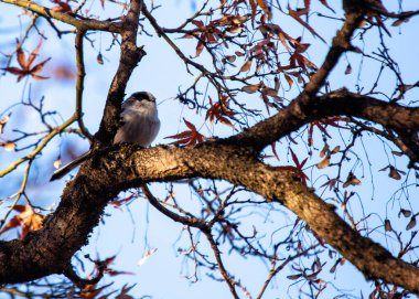 Aegithalos caudatus, the Long-tailed Tit, graces European woodlands with its delightful presence. Recognized by its long tail and cooperative nature, this charming bird adds elegance to the forest.