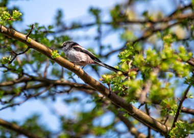 Aegithalos caudatus, the Long-tailed Tit, graces European woodlands with its delightful presence. Recognized by its long tail and cooperative nature, this charming bird adds elegance to the forest.