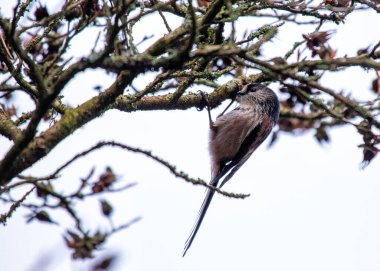 Aegithalos caudatus, the Long-tailed Tit, graces European woodlands with its delightful presence. Recognized by its long tail and cooperative nature, this charming bird adds elegance to the forest.