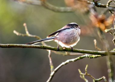 Aegithalos caudatus, the Long-tailed Tit, graces European woodlands with its delightful presence. Recognized by its long tail and cooperative nature, this charming bird adds elegance to the forest.