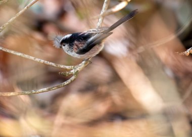 Aegithalos caudatus, the Long-tailed Tit, graces European woodlands with its delightful presence. Recognized by its long tail and cooperative nature, this charming bird adds elegance to the forest.